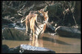 108095 Tiger At Brightly Lit Waterhole A4 Photo Print