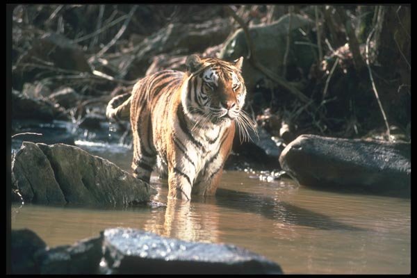 108095 Tiger At Brightly Lit Waterhole A4 Photo Print