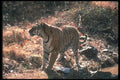 108096 Tiger Shaking Off Water A4 Photo Print