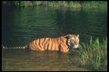 108097 Tiger In Water A4 Photo Print