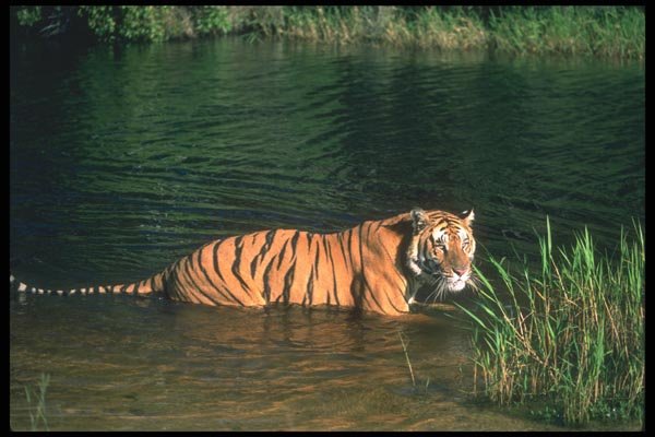 108097 Tiger In Water A4 Photo Print