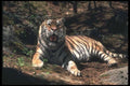 108098 Bengal Tiger Lying In Strongly Lit Forest A4 Photo Print