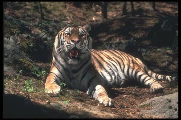 108098 Bengal Tiger Lying In Strongly Lit Forest A4 Photo Print