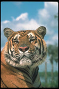 108099 Tiger Head Close Up  A4 Photo Print