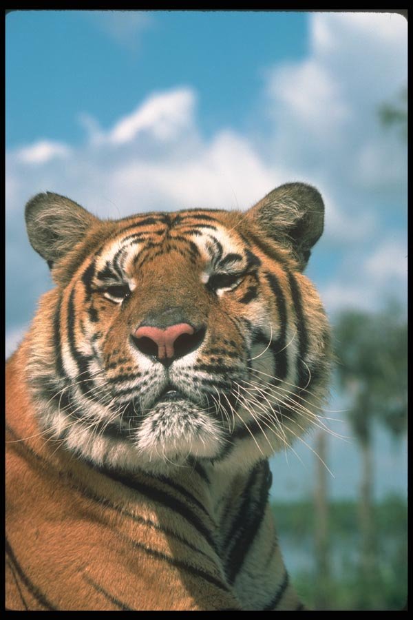 108099 Tiger Head Close Up  A4 Photo Print