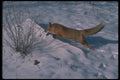 109000 Red Fox Running On Snow A4 Photo Print