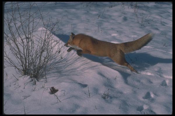 109000 Red Fox Running On Snow A4 Photo Print