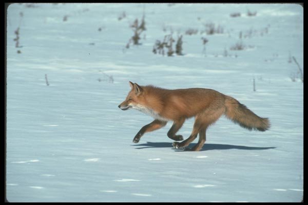 109001 Red Fox Running On Snow A4 Photo Print