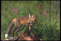 109002 Red Fox Kit A4 Photo Print