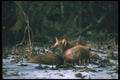 109003 Red Fox Resting In Snowy Woods A4 Photo Print