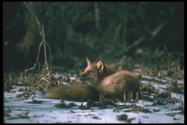 109003 Red Fox Resting In Snowy Woods A4 Photo Print