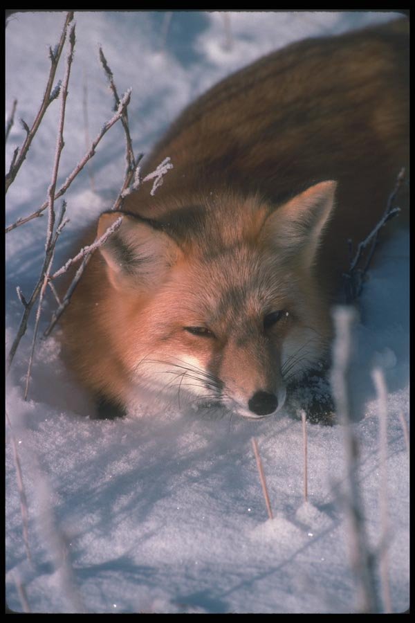 109004 Red Fox (Head Shot) A4 Photo Print