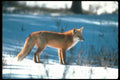 109005 Red Fox On Snow A4 Photo Print