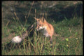 109006 Red Fox A4 Photo Print
