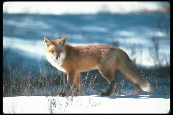 109007 Red Fox On Snow A4 Photo Print