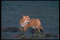 109008 Red Fox In River A4 Photo Print