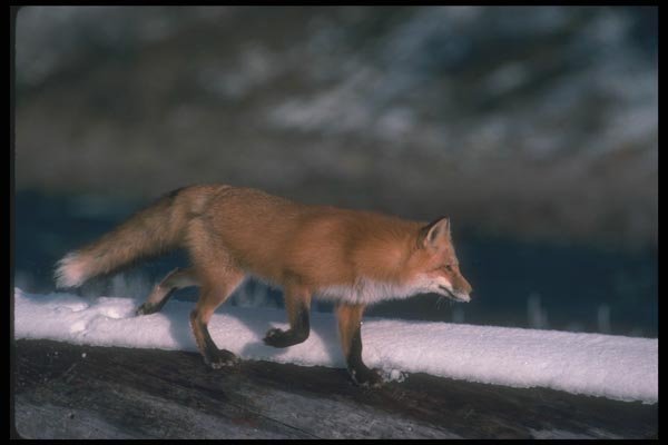 109009 Red Fox Running On Snowy Log A4 Photo Print