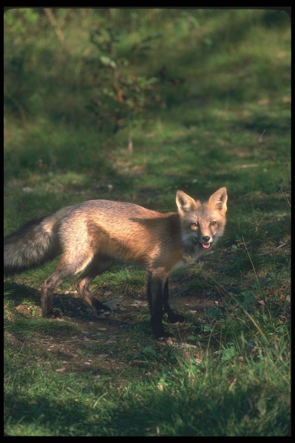 109010 Red Fox Eye Contact A4 Photo Print