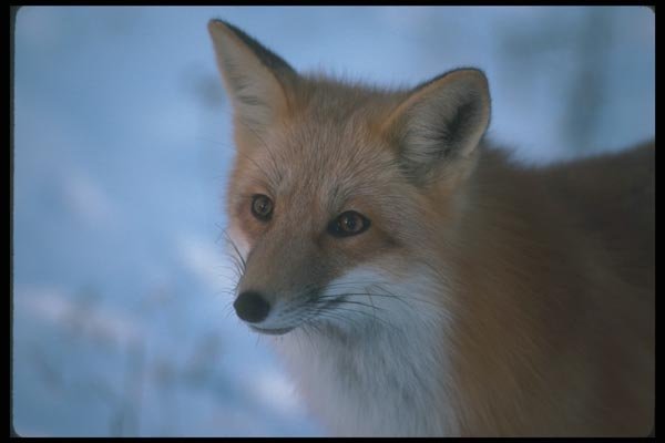 109011 Red Fox Head Study A4 Photo Print