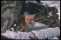 109012 Red Fox On Snow A4 Photo Print