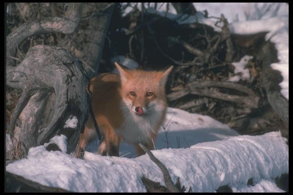 109012 Red Fox On Snow A4 Photo Print