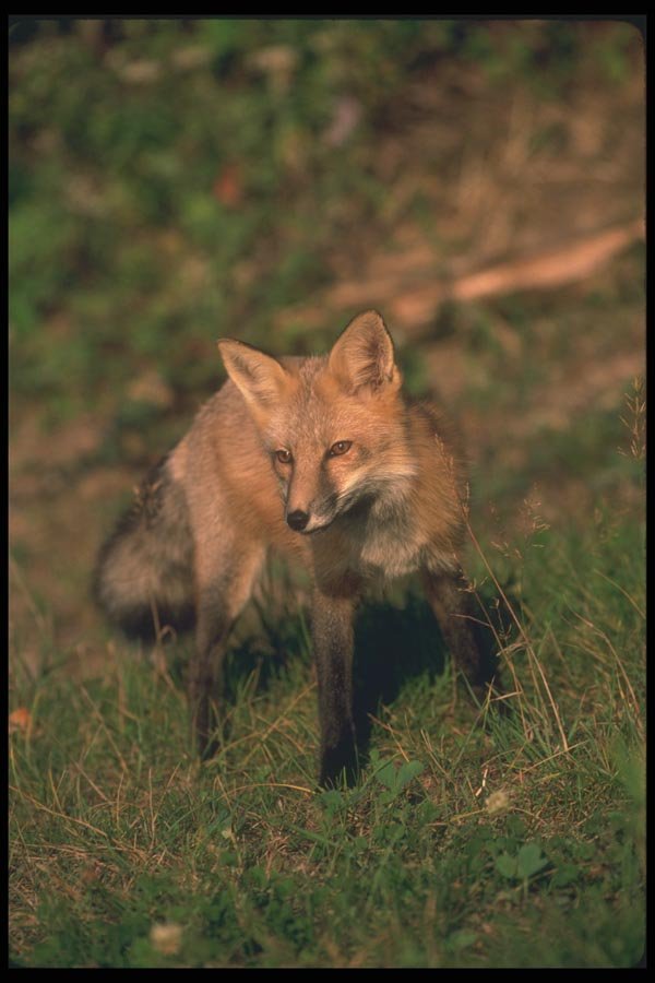 109013 Red Fox A4 Photo Print