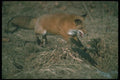 109014 Red Fox Mousing Or Pouncing On Mouse A4 Photo Print