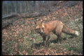 109015 Adult Red Fox In Flowering Early Spring Woods A4 Photo Print