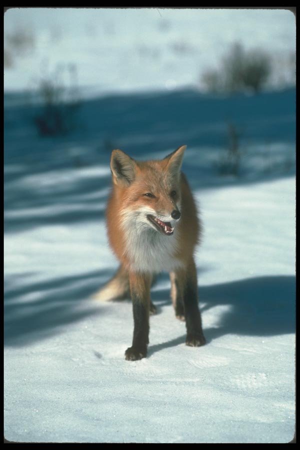 109016 Red Fox On Snow A4 Photo Print