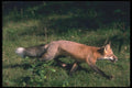 109017 Red Fox Running A4 Photo Print