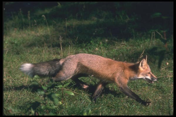 109017 Red Fox Running A4 Photo Print