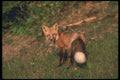109018 Red Fox Eye Contact A4 Photo Print