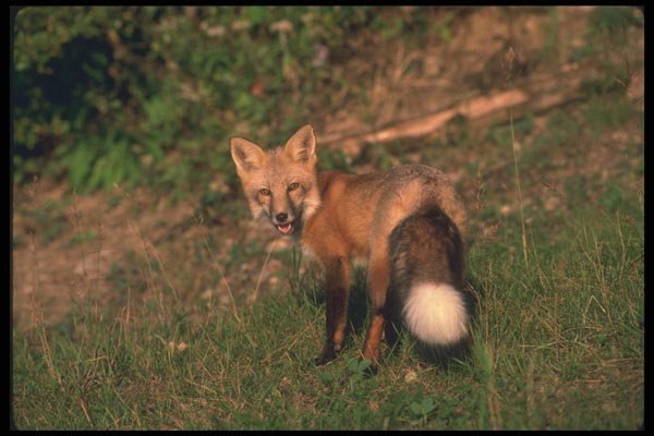 109018 Red Fox Eye Contact A4 Photo Print