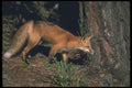 109019 Red Fox A4 Photo Print