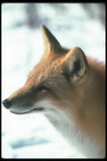 109020 Red Fox (Head Shot) A4 Photo Print