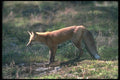 109021 Red Fox A4 Photo Print