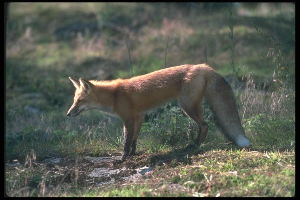 109021 Red Fox A4 Photo Print