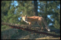 109022 Red Fox A4 Photo Print