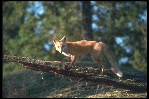 109022 Red Fox A4 Photo Print