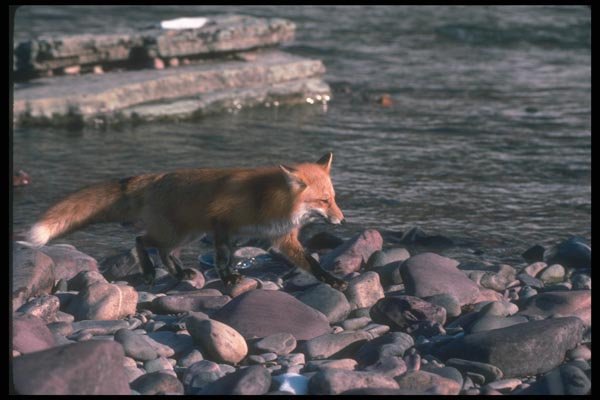 109023 Red Fox Running Beside Snowy River A4 Photo Print