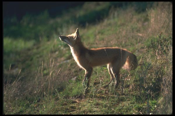 109024 Red Fox A4 Photo Print