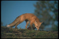 109025 Red Fox Eye Contact A4 Photo Print