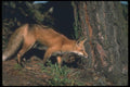 109026 Red Fox A4 Photo Print