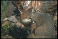 109027 Gray Fox Autumn A4 Photo Print