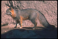 109028 Gray Fox On Rock A4 Photo Print