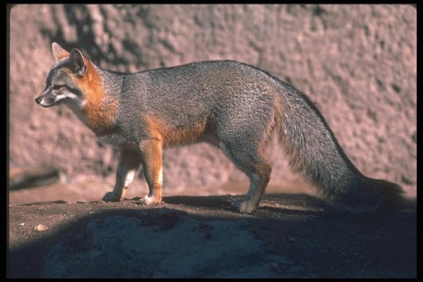 109028 Gray Fox On Rock A4 Photo Print