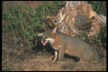 109029 Gray Fox Autumn A4 Photo Print