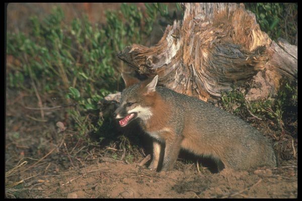 109029 Gray Fox Autumn A4 Photo Print