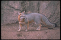 109030 Gray Fox A4 Photo Print