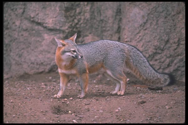 109030 Gray Fox A4 Photo Print